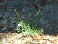 Epilobium tetragonum subsp. lamyi